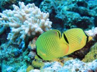 Latticed Butterflyfish